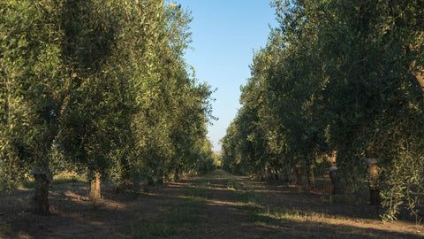 Olio Extra Vergine d’Oliva presto introvabile?