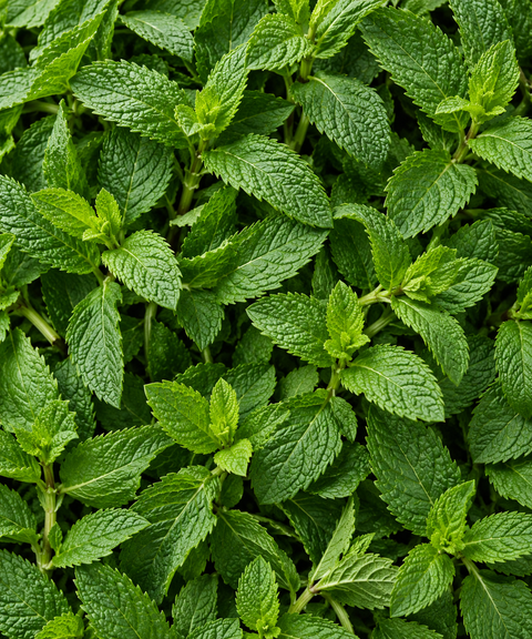 Gusto Menta