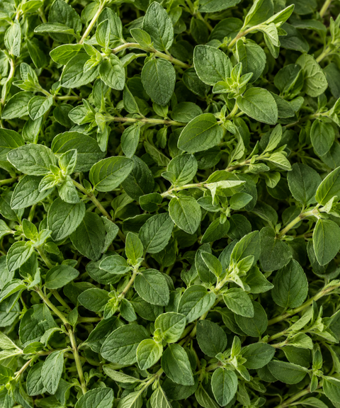 Oregano Flavored