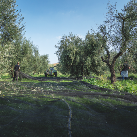 Adopt an Olive Tree